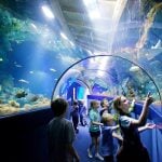Ocean Tunnel at Bristol Aquarium