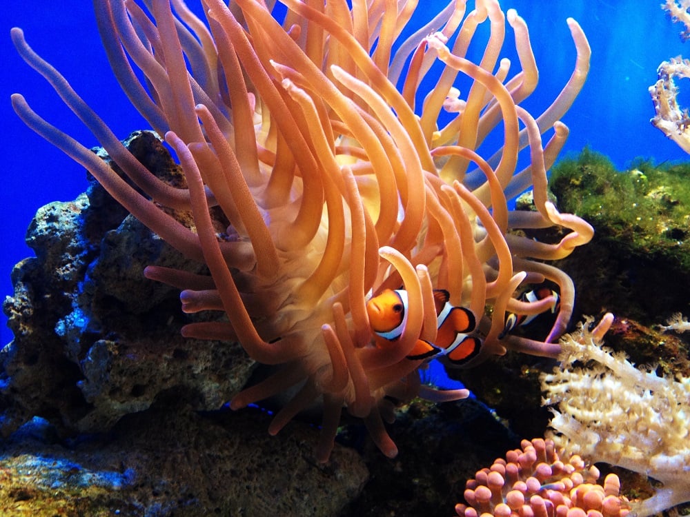 GIANT LOVE-NESTS FOR COURTING CLOWNFISH
