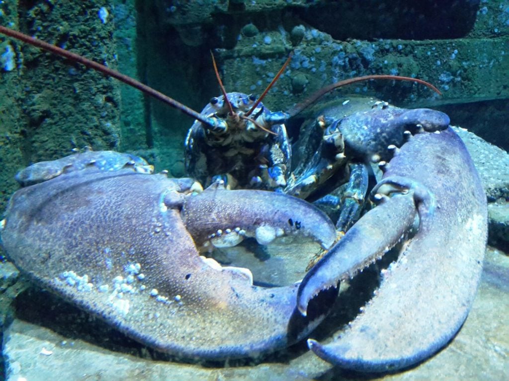 Aquarium Lobster set to be a radio star