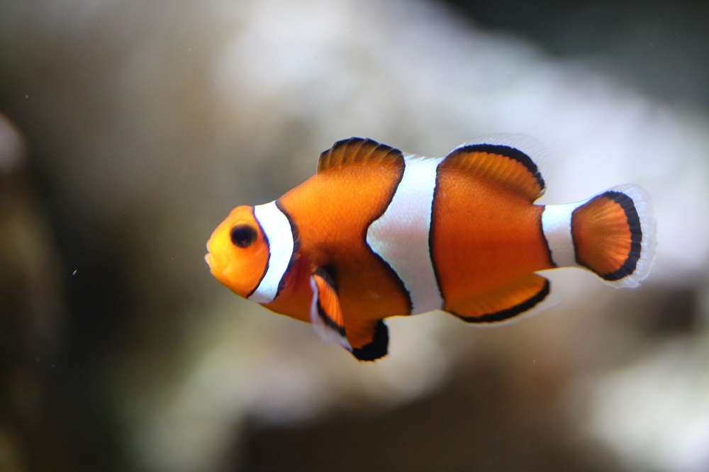 Animals Discover Bristol Aquarium
