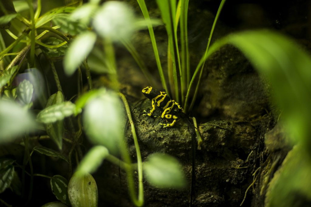 Bristol Aquarium breeds an army of endangered frogs!