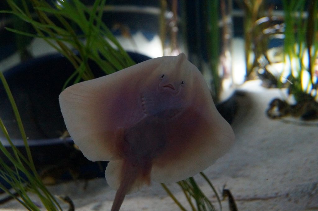 Endangered Ray Species Welcomed to Bristol Aquarium