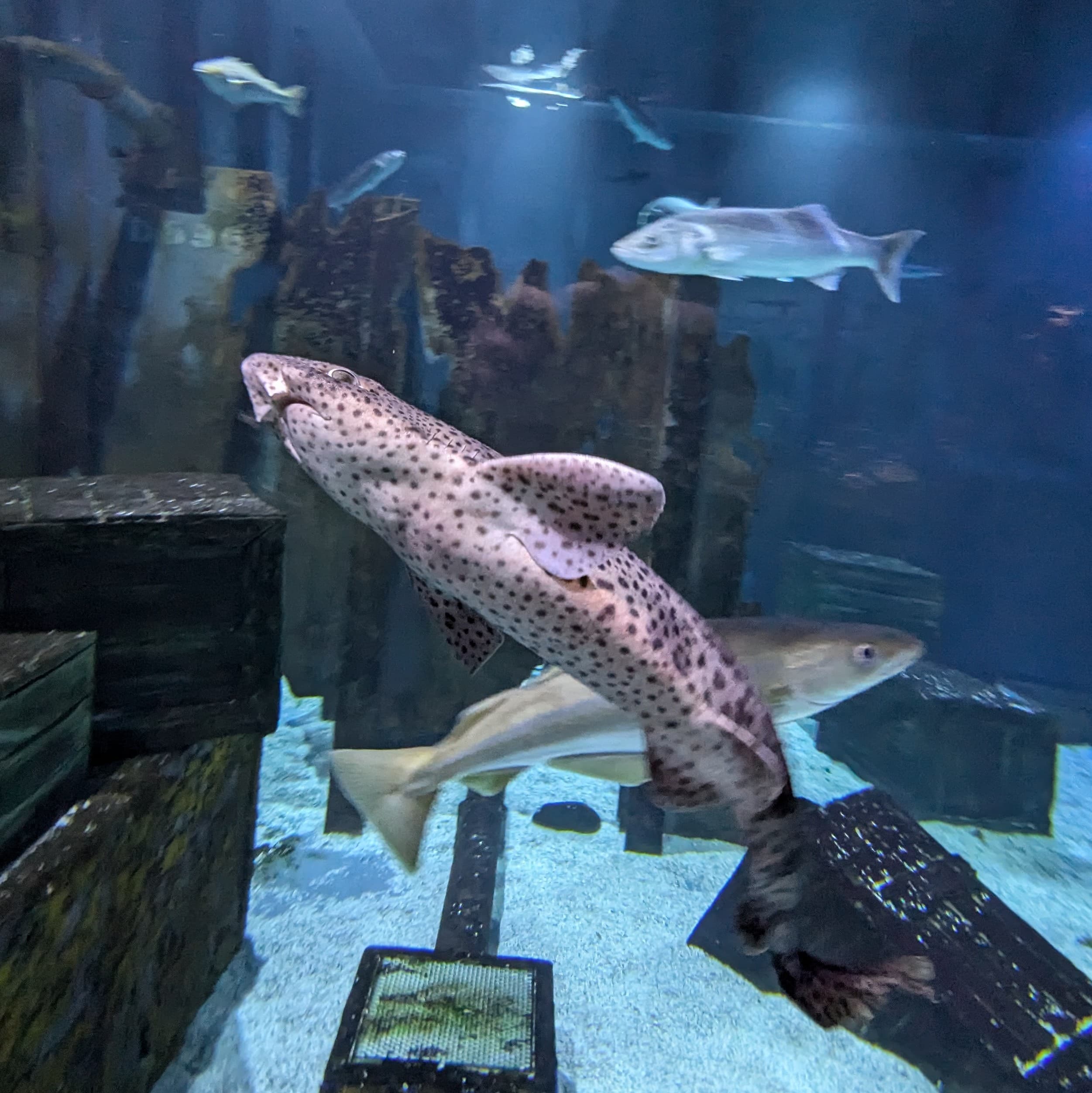 Bull Huss Shark