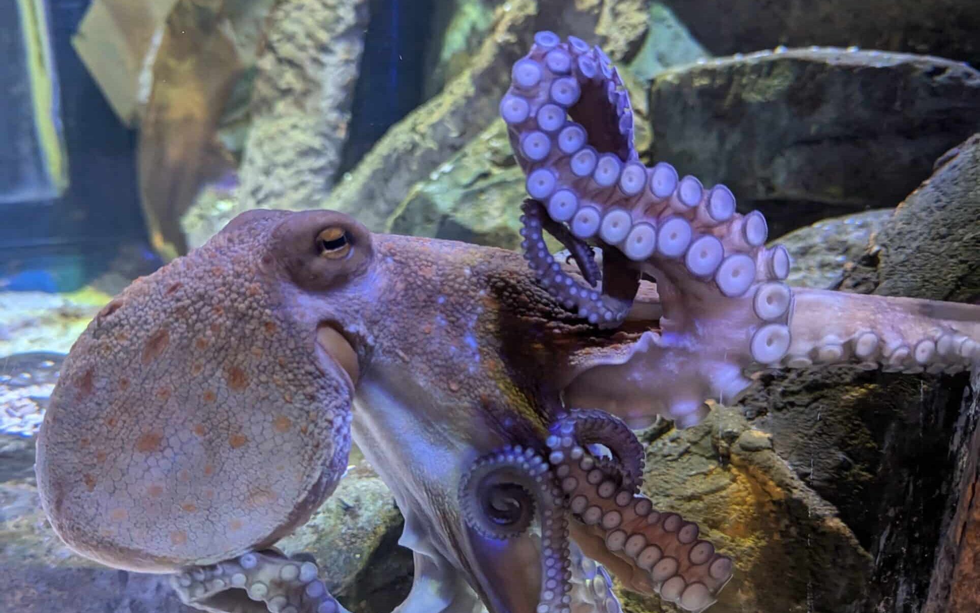 Common Octopus