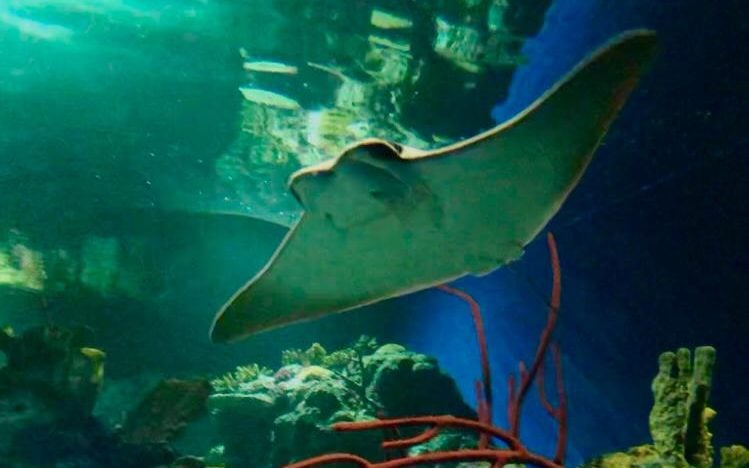 Bristol Aquarium Loans a Fever of Cownose Rays