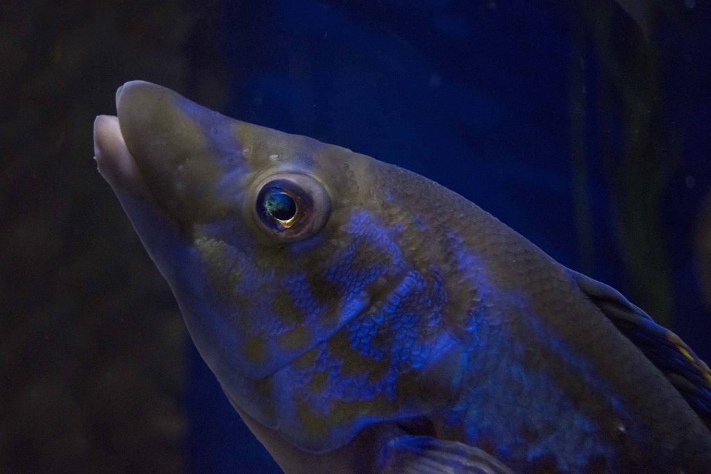 Ask the Aquarium: Festival of the Fishes