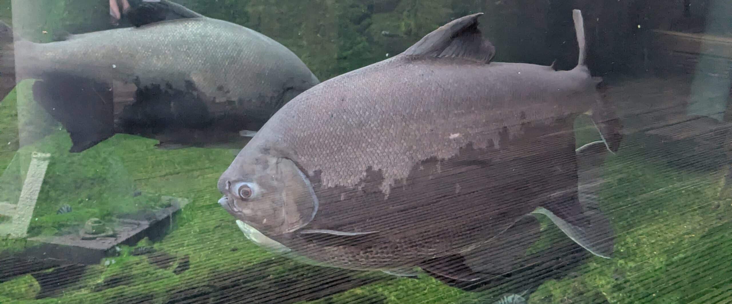 PXL_20260402_082742123.MP