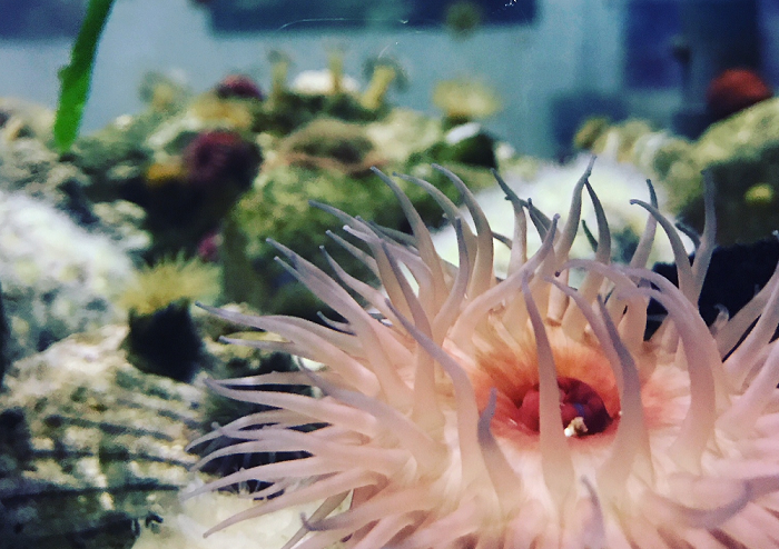 Ask the Aquarium: Where have the anemones gone?