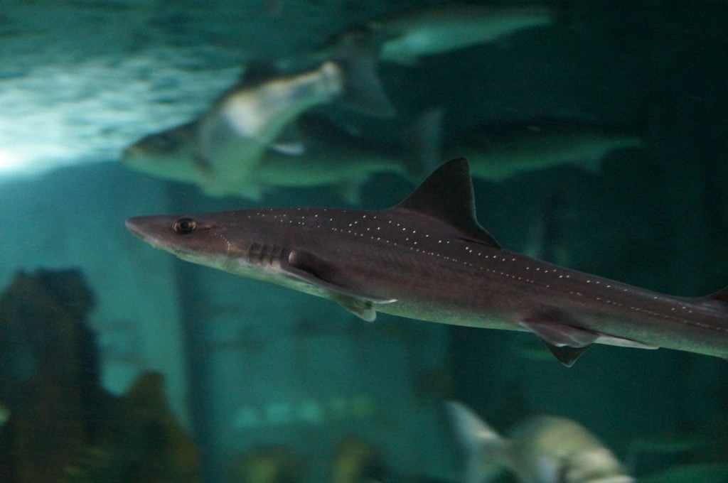 Ask the Aquarium: Sharks in All Sizes