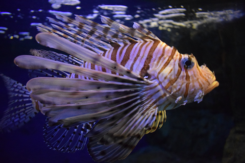 Lionfish take pride of place