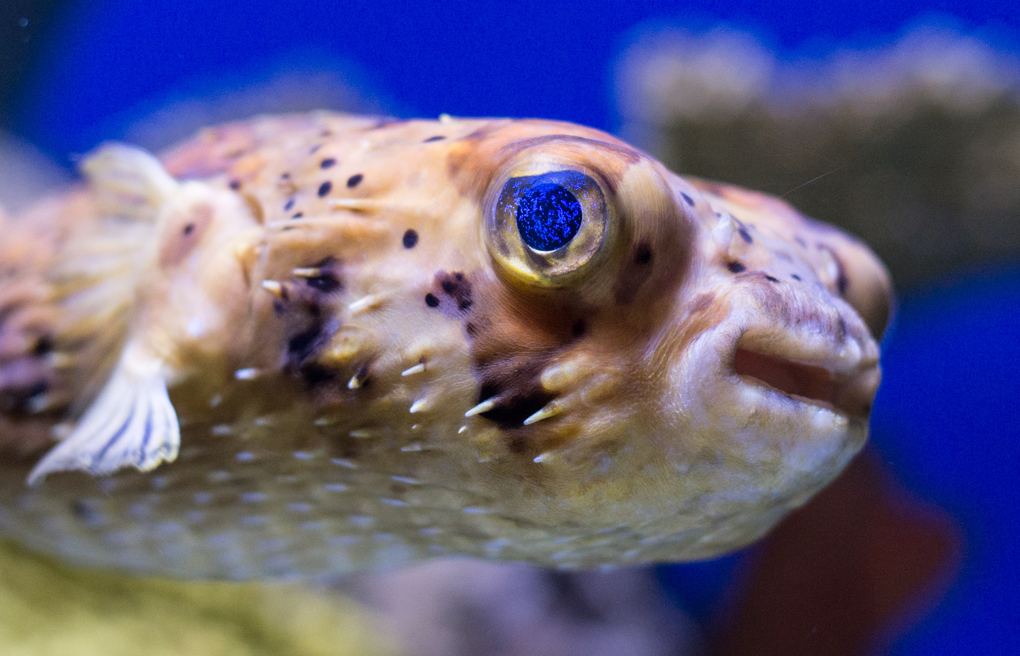 Bristol Aquarium displays a cute young pufferfish! Bristol Aquarium