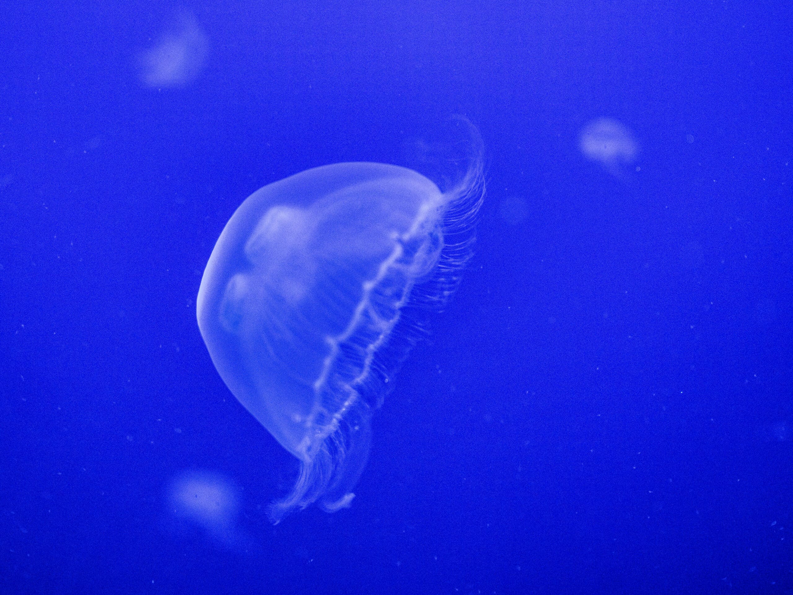 jellyfish-1