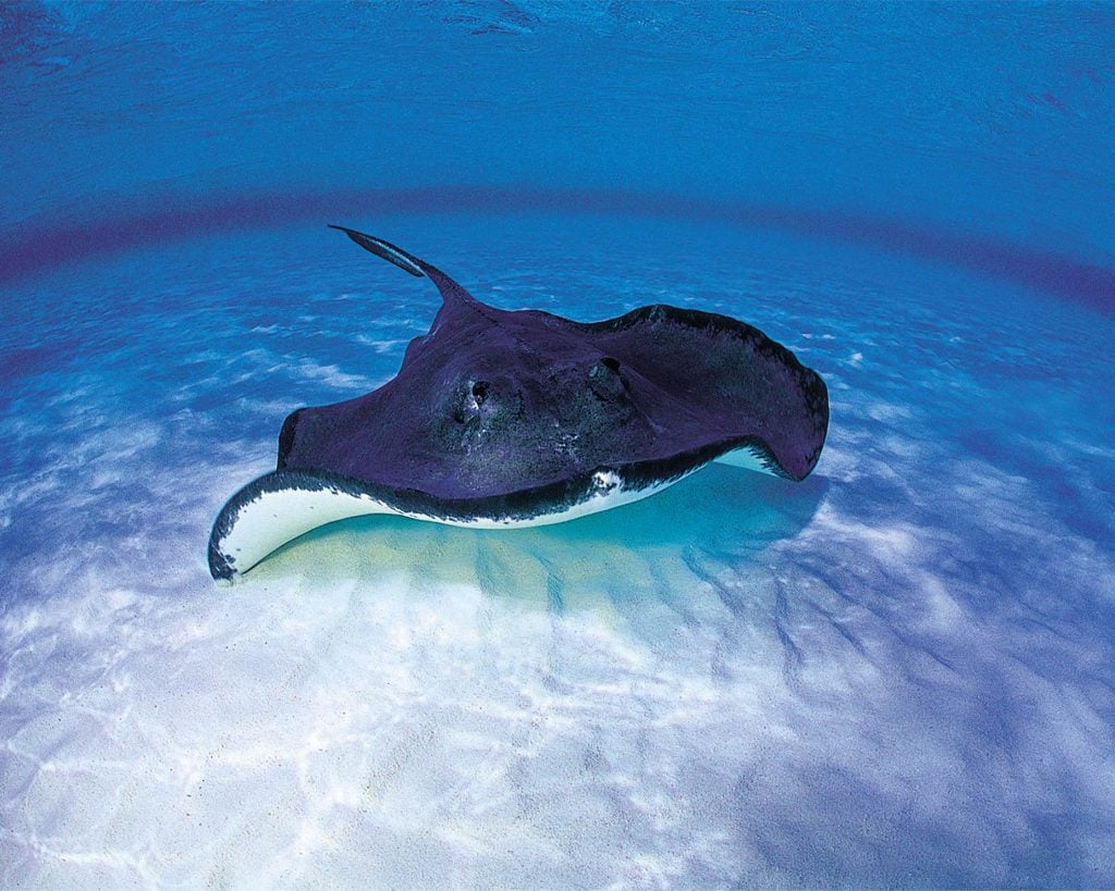 10 Fascinating Facts About Rays