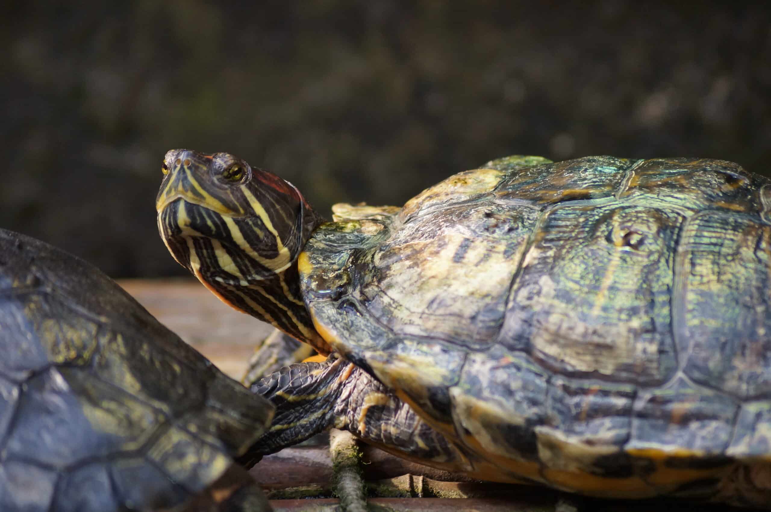 red eared slider