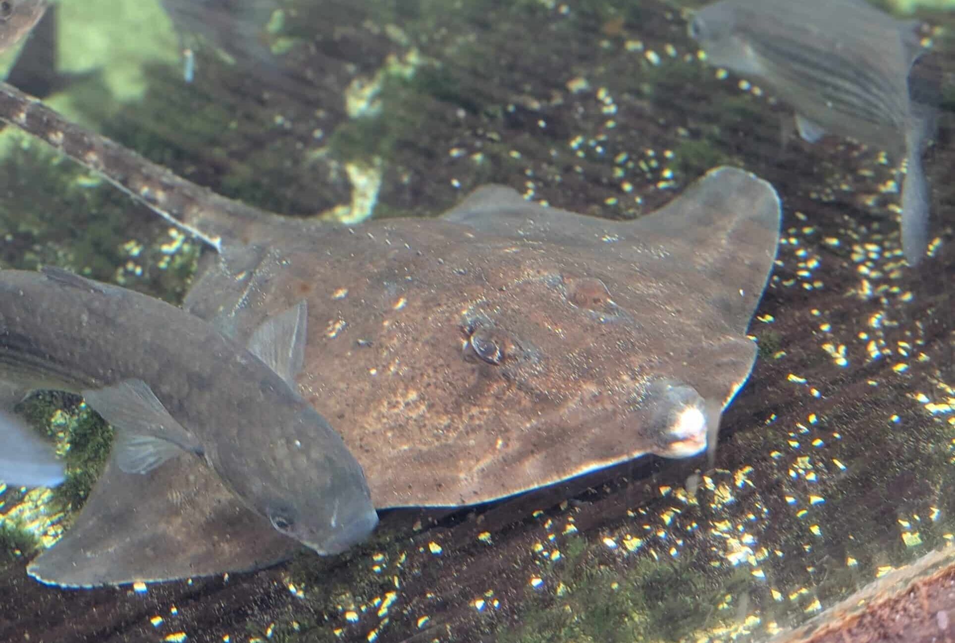 thornback ray 2