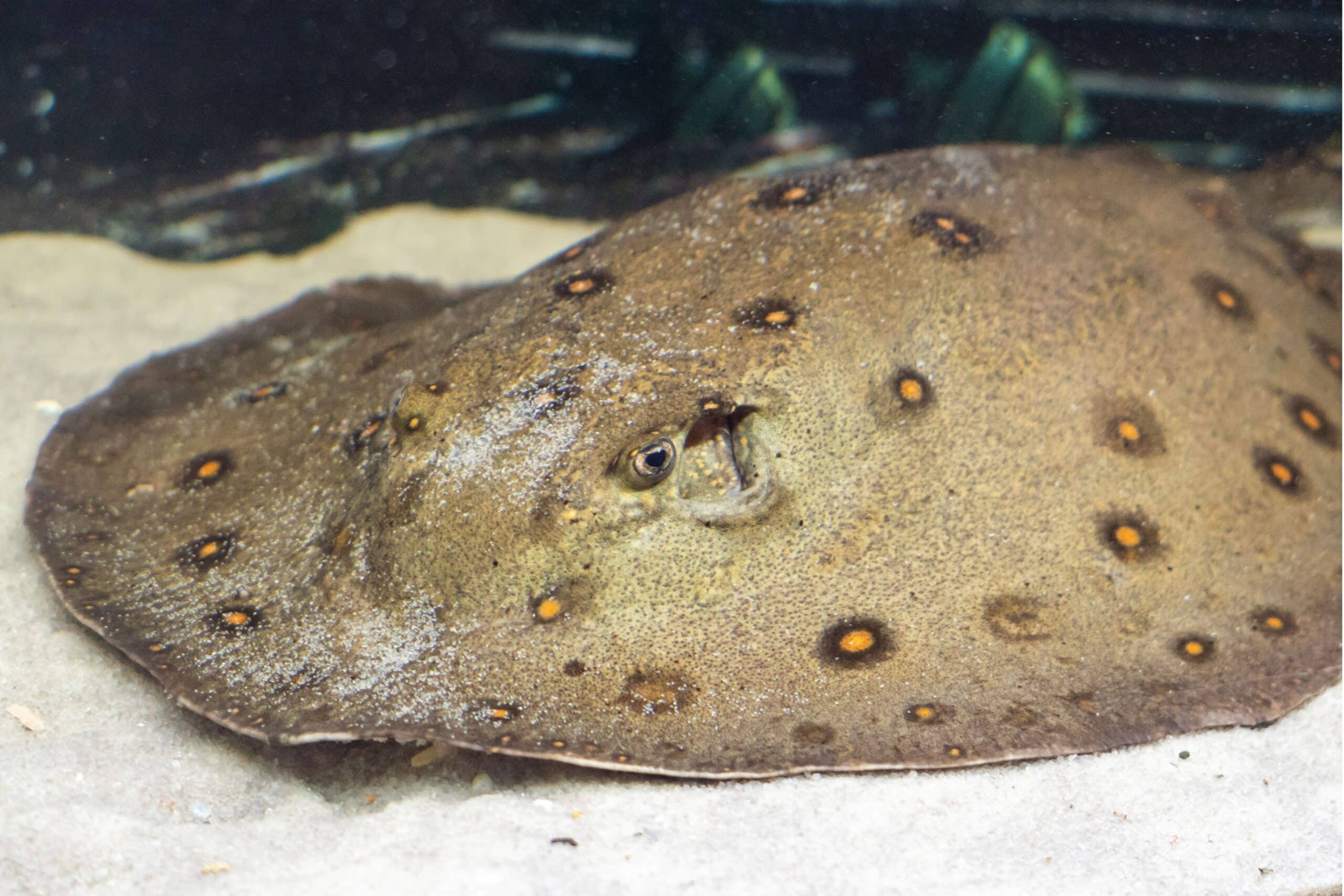 Ocellate river stingray - Bristol Aquarium