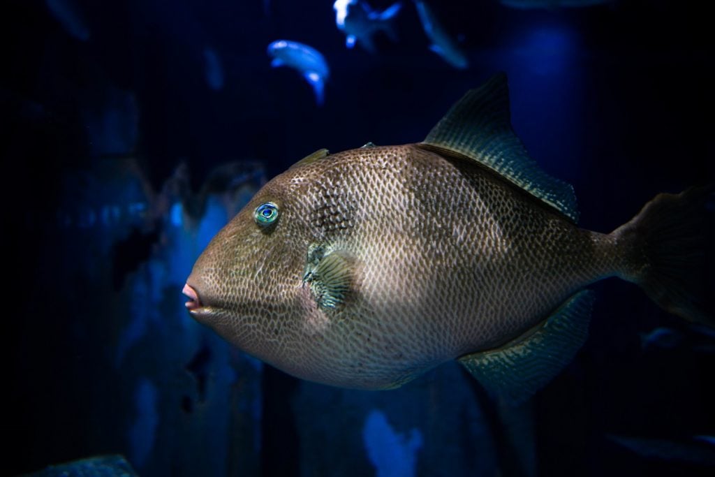 Second Temporary Closure for Bristol Aquarium