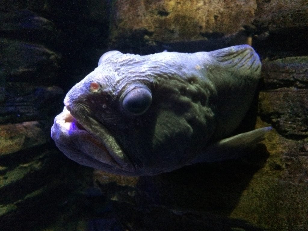 Bristol Aquarium’s ugliest fish gets a female friend!