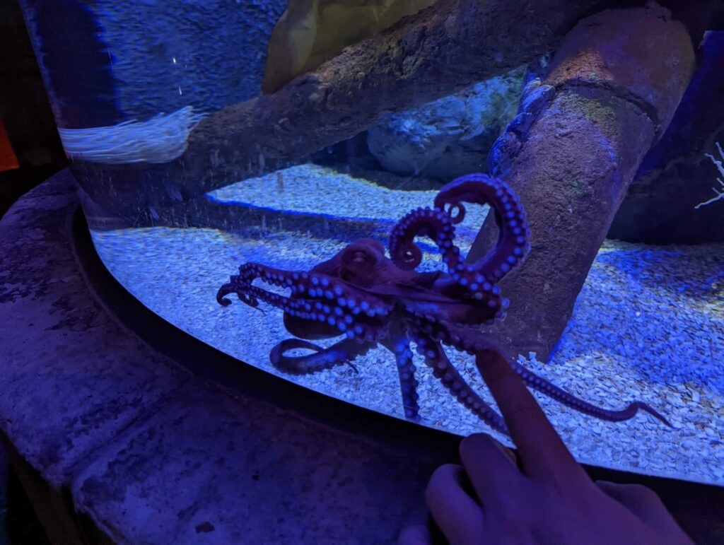 New Giant Pacific Octopus arrival – Summer 2022