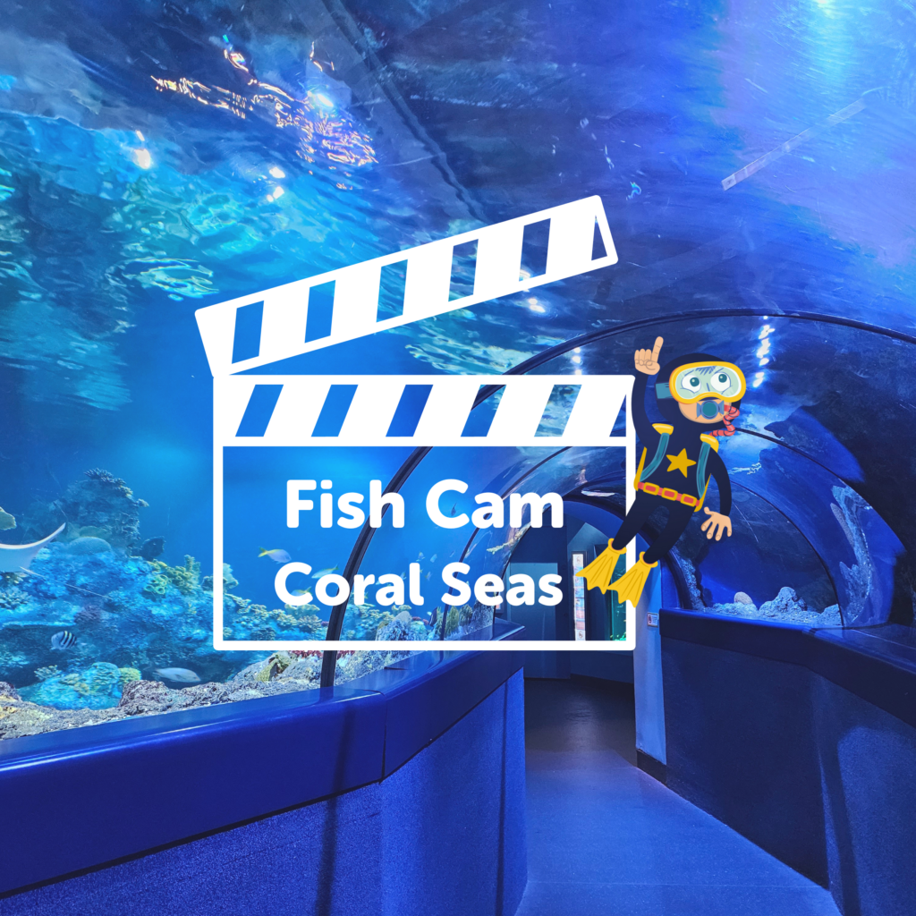 Fish Cam at Bristol Aquarium
