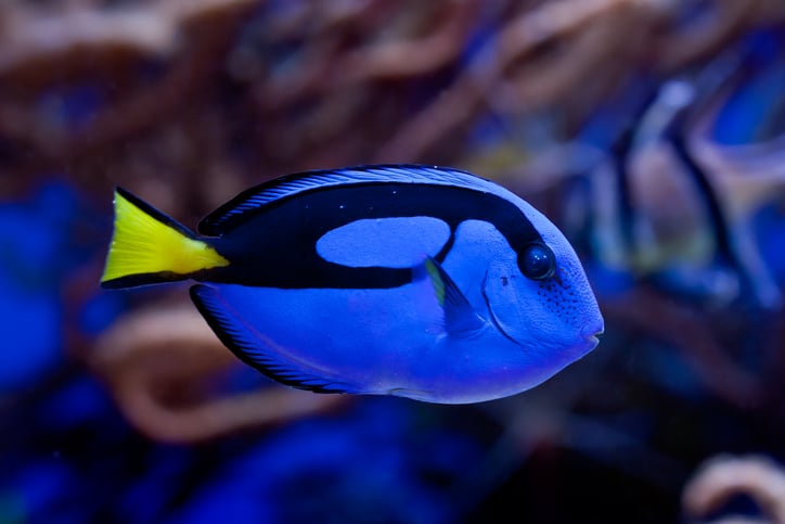 From the Screen to the Sea: Discover the Fish from Finding Nemo - Bristol  Aquarium