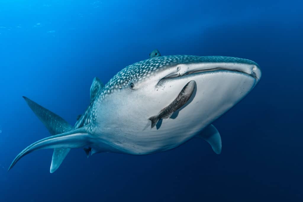Whale Shark -  Full Frontal