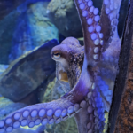 Common Octopus at Bristol Aquarium