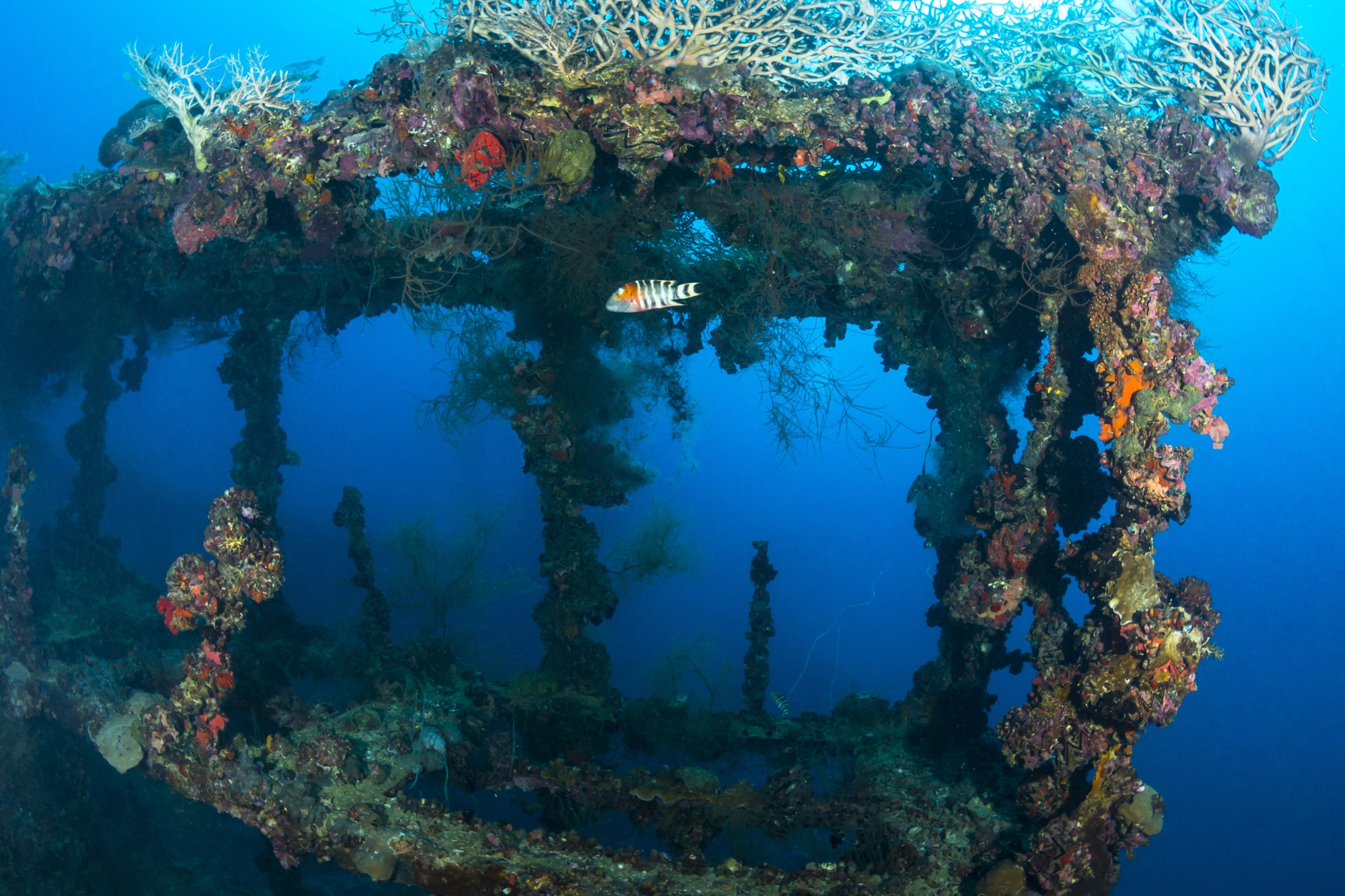 Shipwreck - Palau, Micronesia