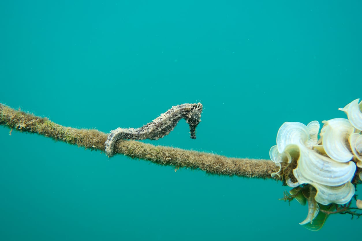 Seahorses - Stock Photo