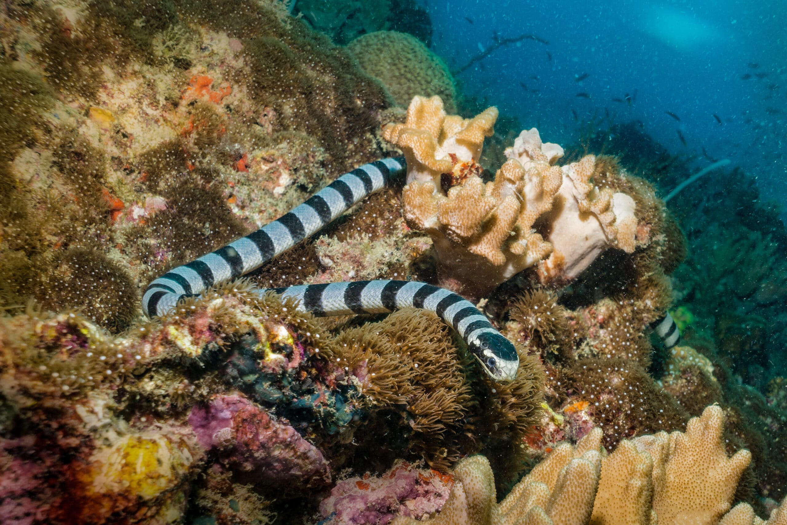 Underwater Banded Sea Snake Krait (Laticauda colubrina) on coral reef