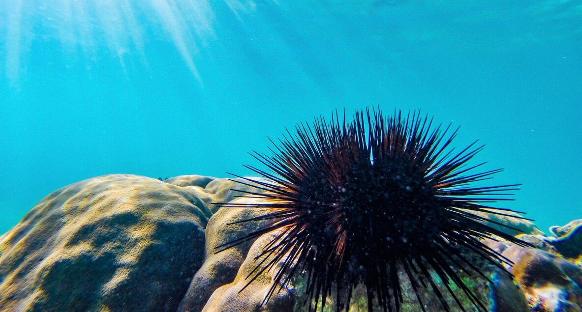 Underwater View of Stone Coral and Black Urchin. Boracay Island, Philippines.