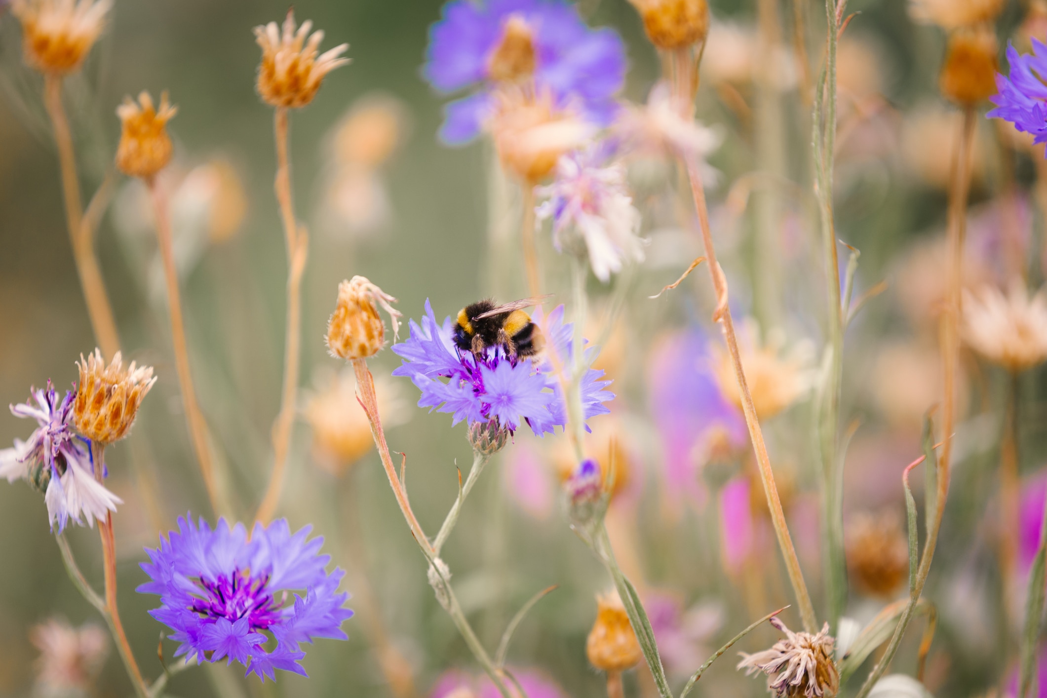 Close up of bee pollinating wildflowers in the meadow
