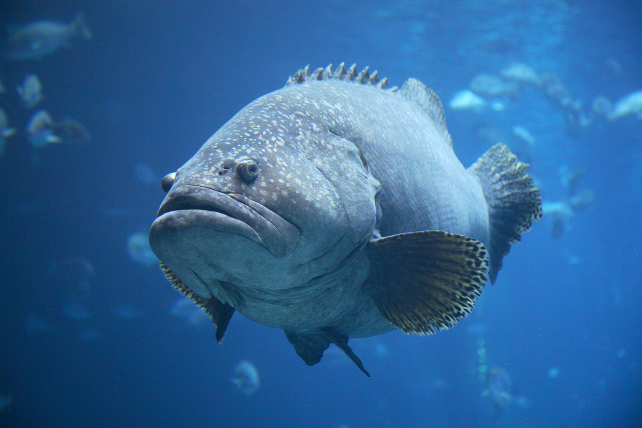 10 Great Facts About Groupers Bristol Aquarium