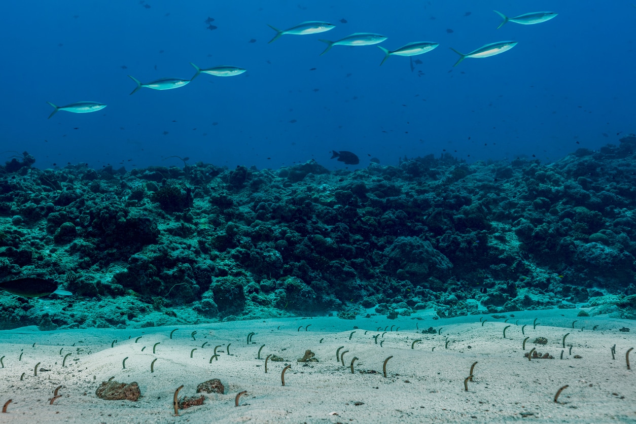 Spotted Garden Eels Heteroconger hassi and Rainbow Runners Elagatis bipinnulata at Blue Corner, Palau, Micronesia