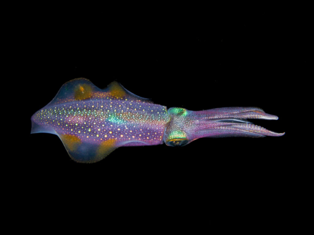 Doryteuthis pealeii