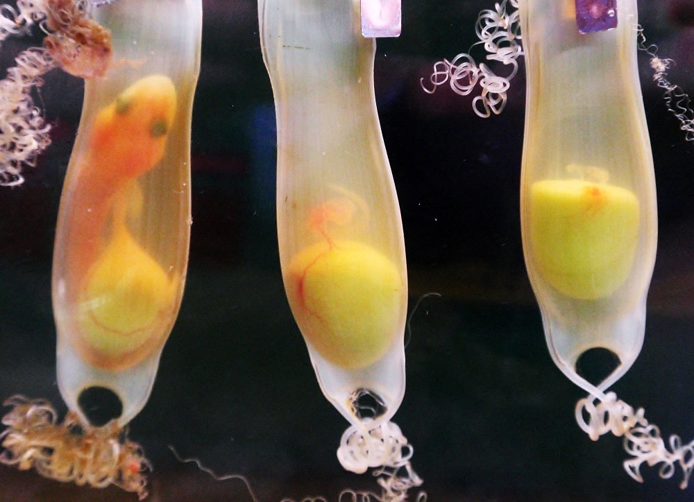 Bristol Aquarium Three stages of shark eggcase development