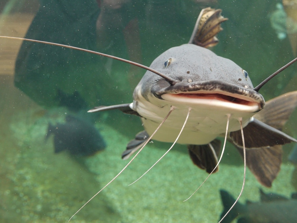 Catfish in Amazing Amazon at Bristol Aquarium