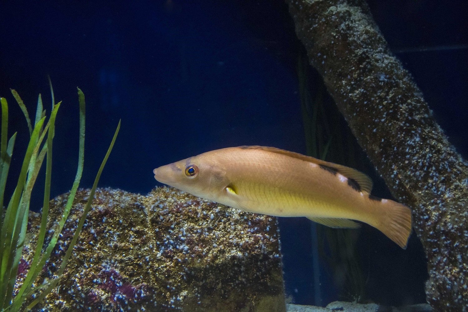 Female Cuckoo Wrasse
