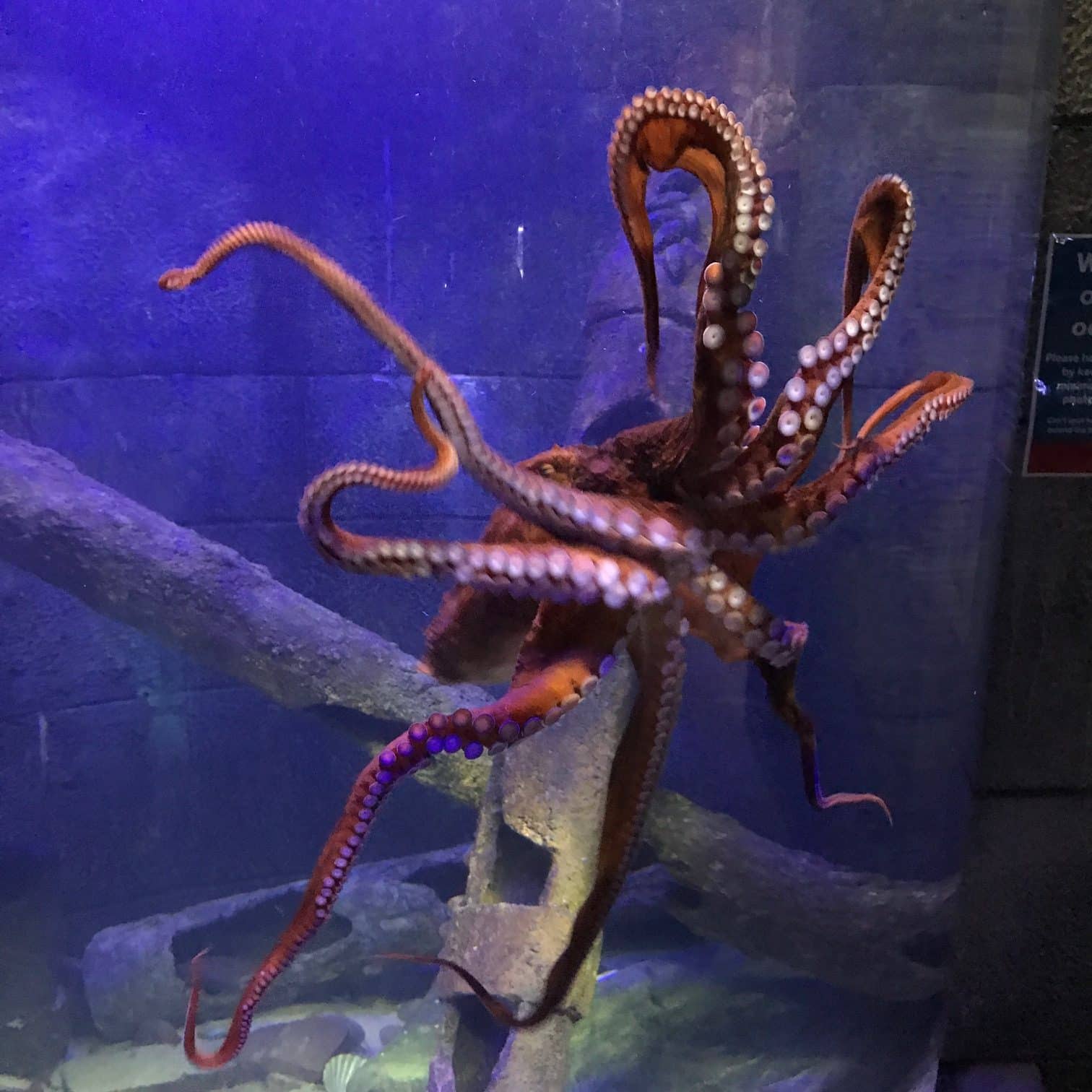 Giant Pacific Octopus at Bristol Aquarium