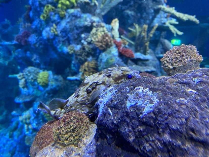 Piper-Bristol-Aquarium