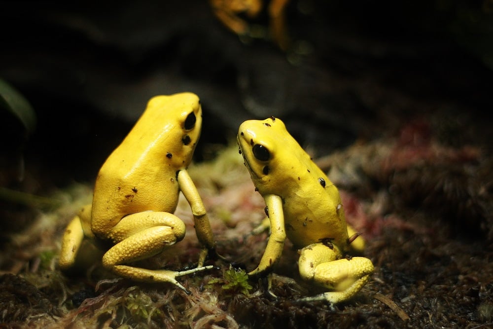 Poison Dart Frogs Credit JAKE GRAHAM