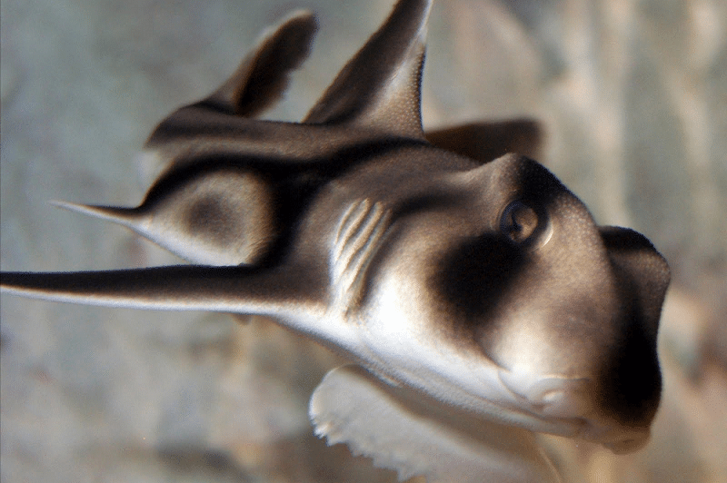 Port Jackson Shark
