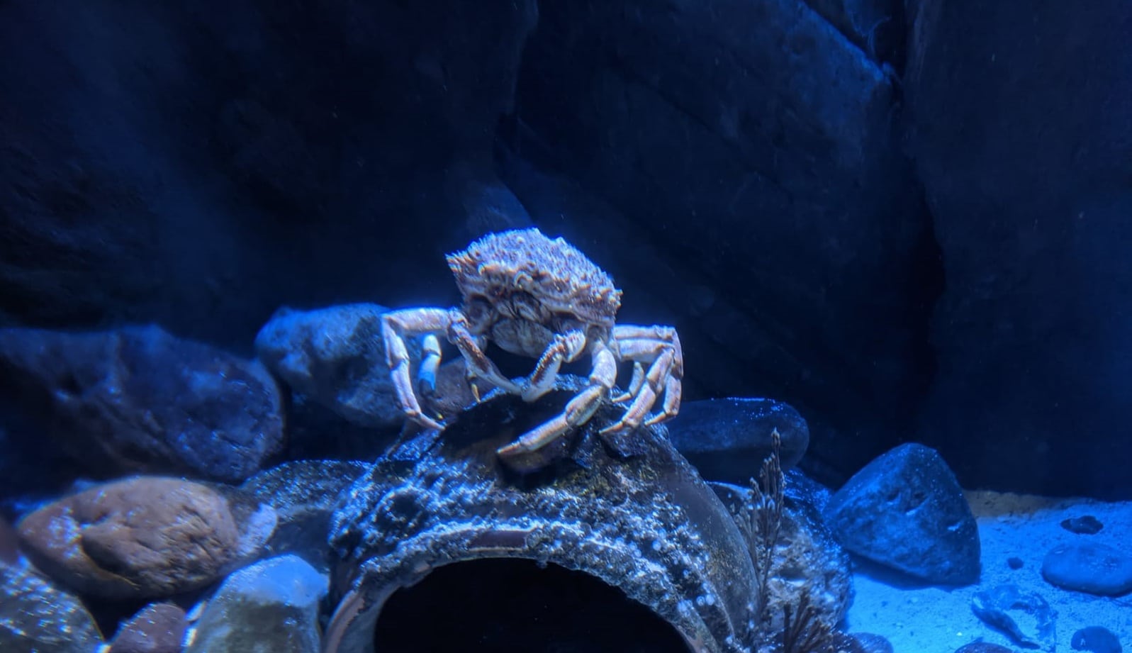 Spider-Crab-Banner
