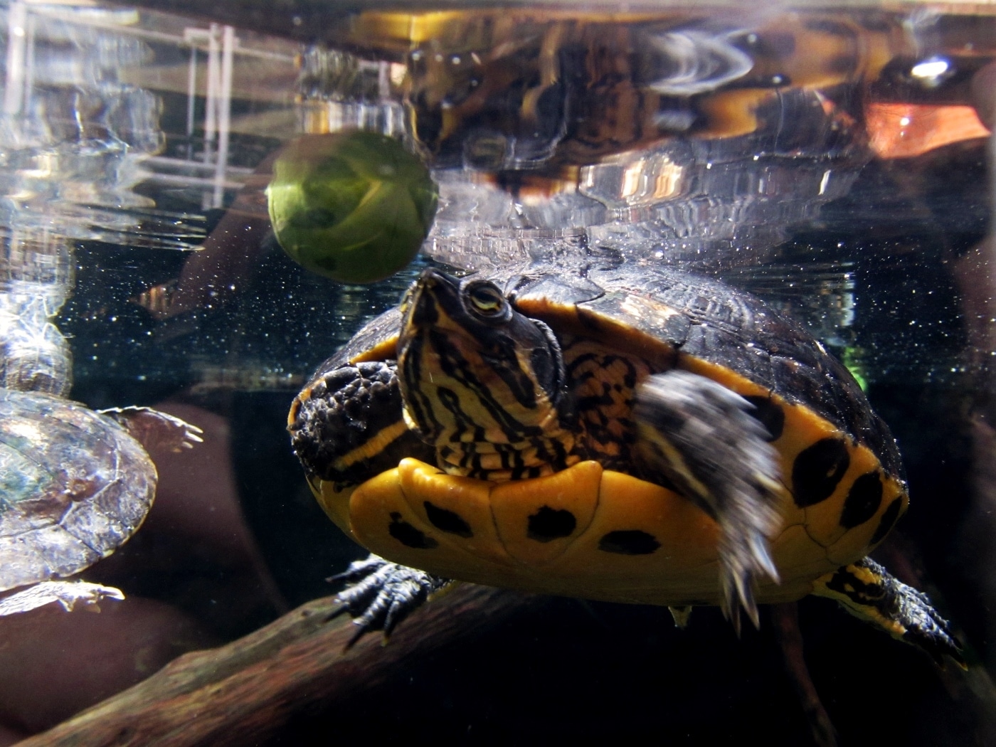 Terrapin with sprout at Bristol Aquarium