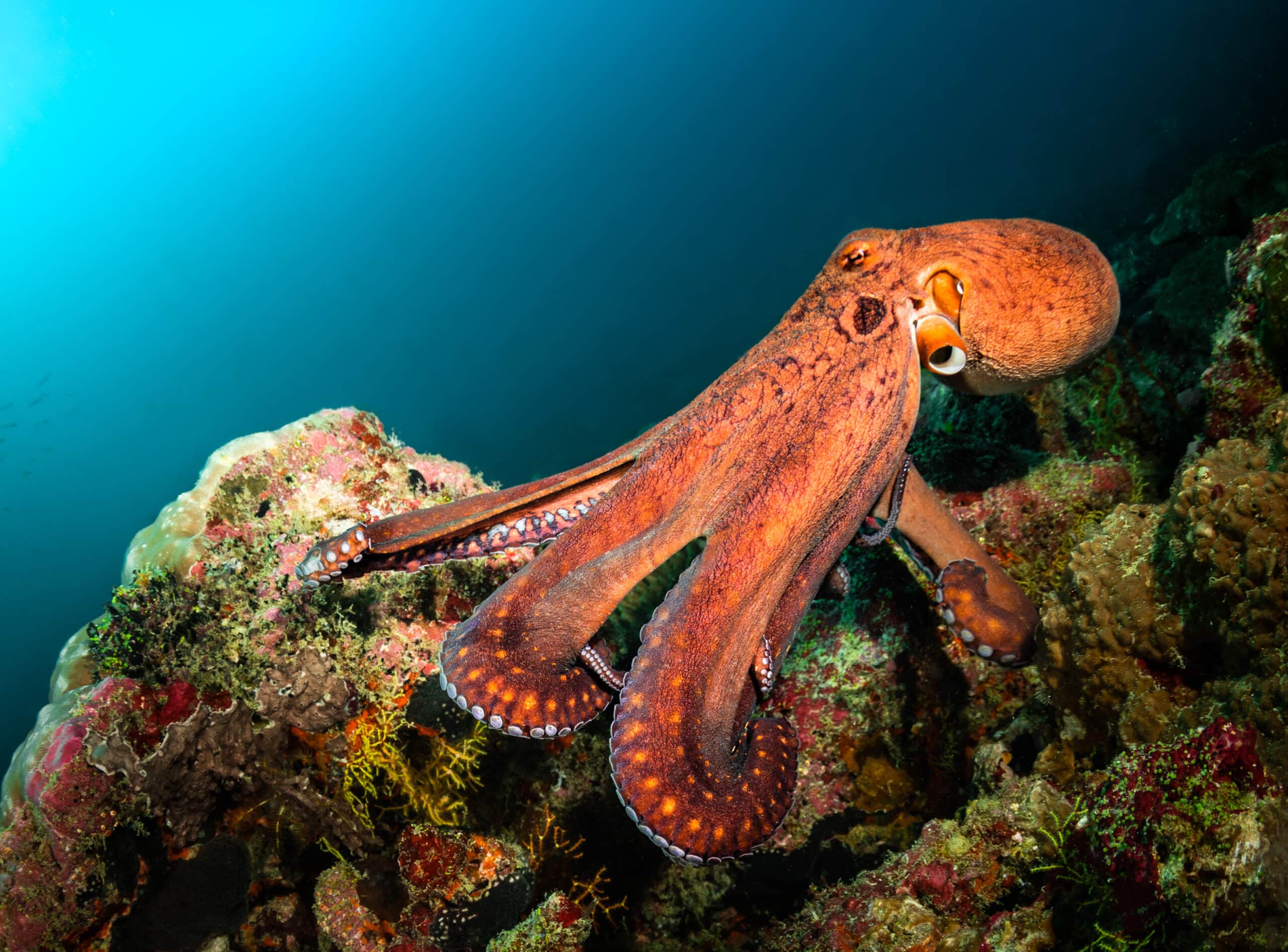 Big orange octopus monster in the blue water and coral reef