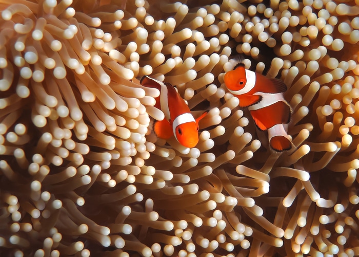 Clownfish in Coral garden – Southeast Asia tropical pristine water