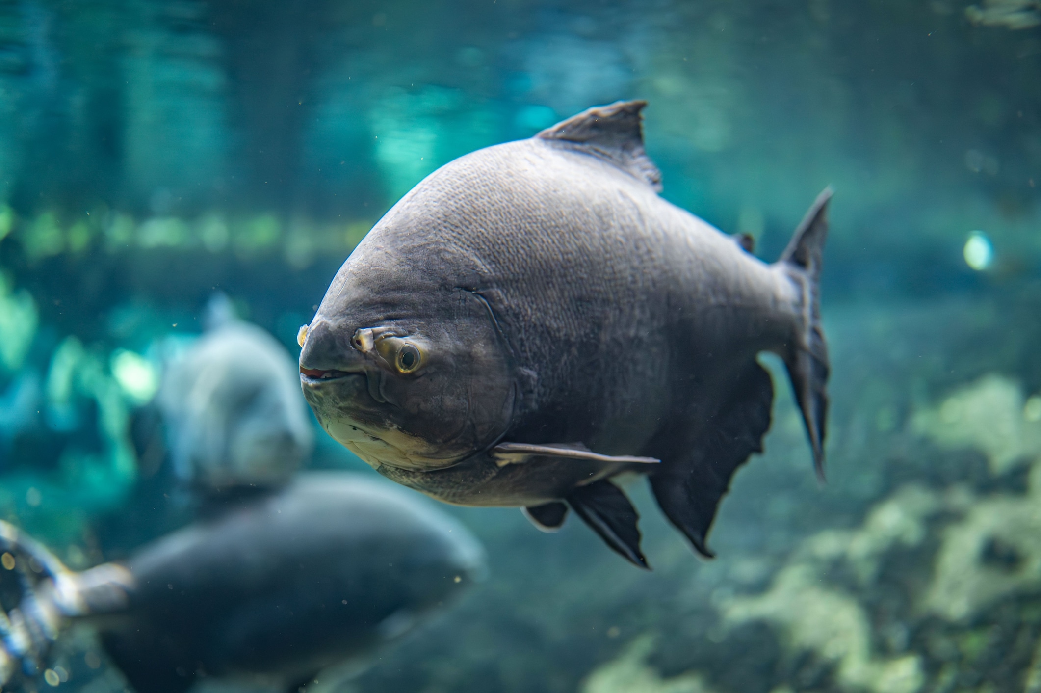black pacu