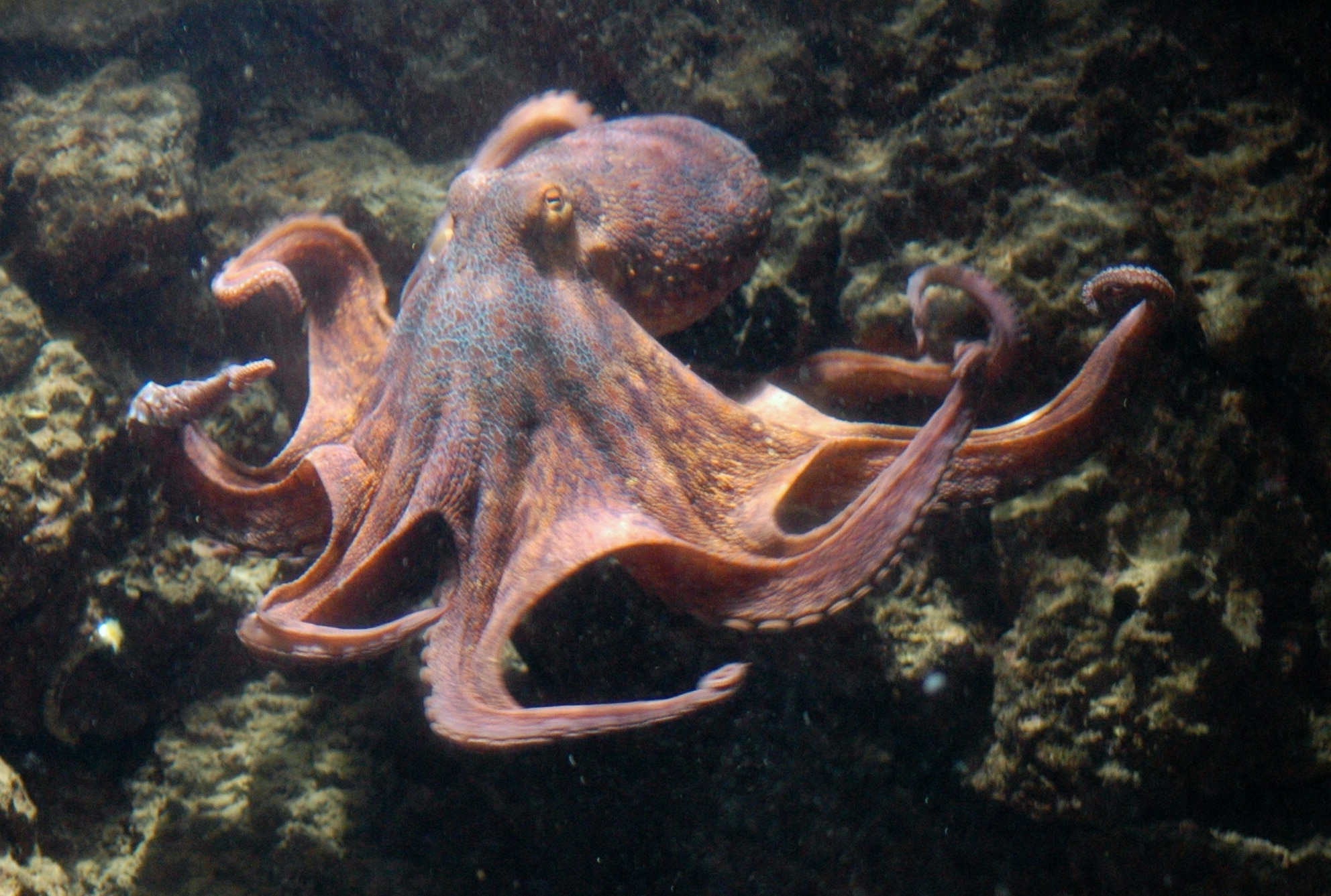 Octopus