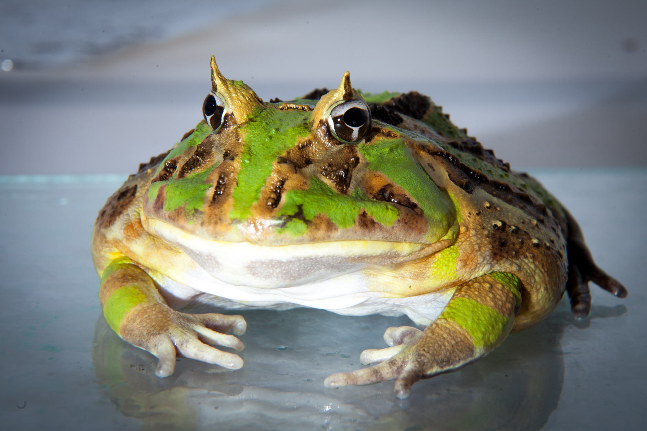 The Brazilian horned frog isolated on white
