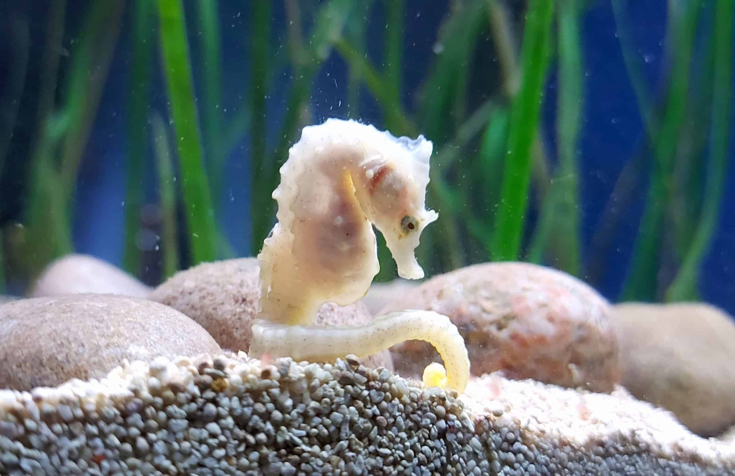 short snouted seahorse bristol